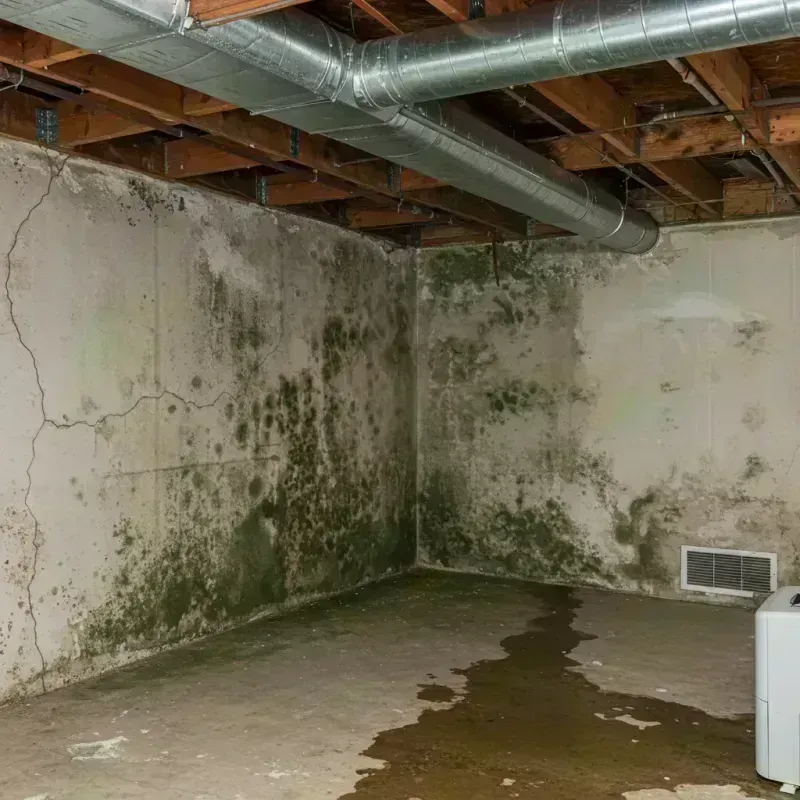 Professional Mold Removal in Spencer County, KY